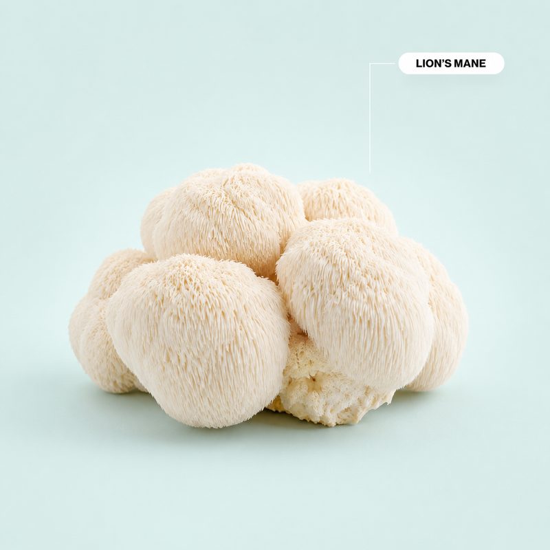 Lion’s Mane