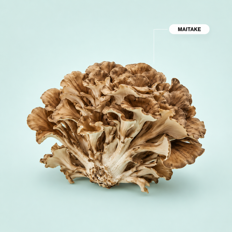 Maitake