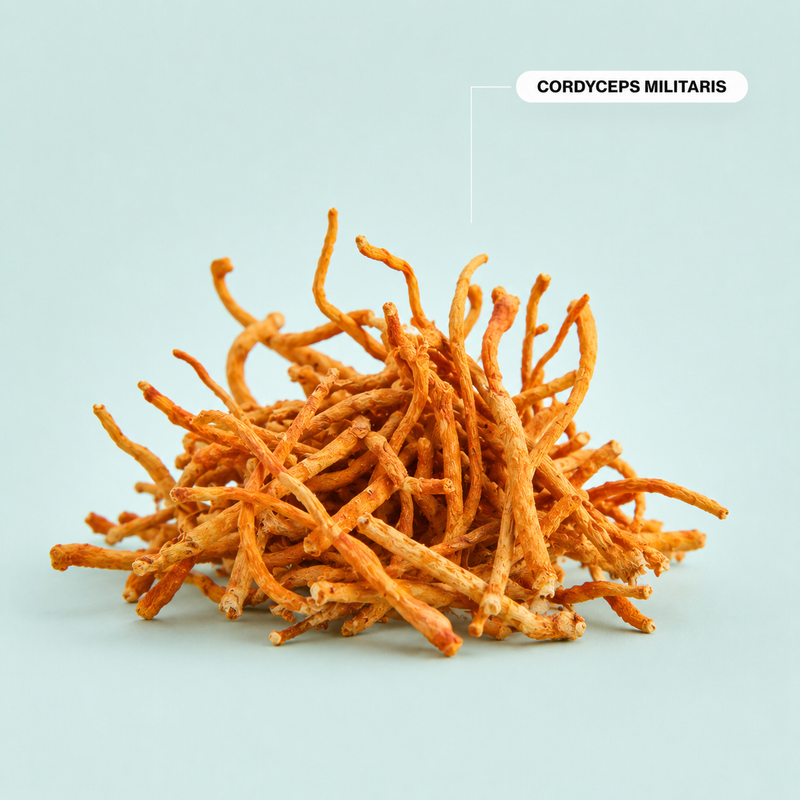 Cordyceps