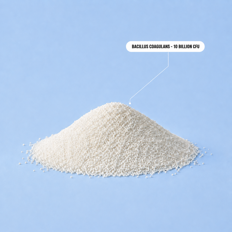 Bacillus coagulans